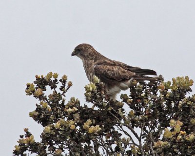 `Io (Hawaiian Hawk)