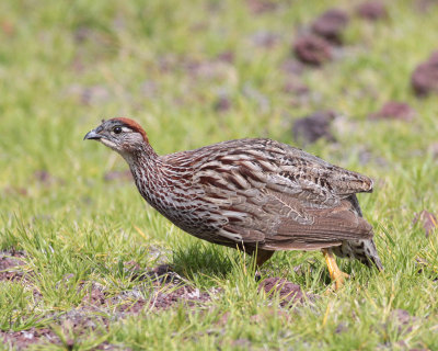 Erckel's Francolin