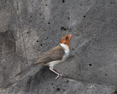 Yellow-billed Cardinal