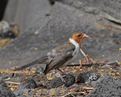 Yellow-billed Cardinal
