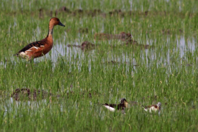 Fulvous Whistling-duck and Wilson's Phalaropes