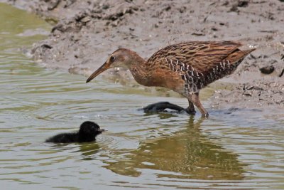 Clapper Rail with chick