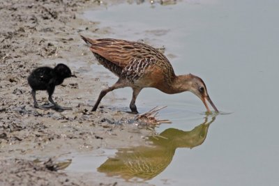 Clapper Rail with chick