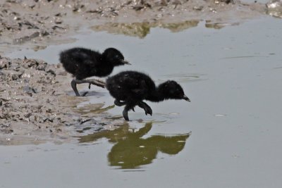 Clapper Rail chicks