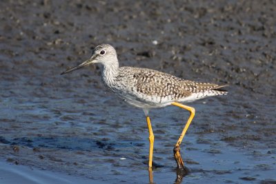 Greater Yellowlegs