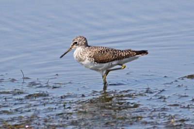 Solitary Sandpiper