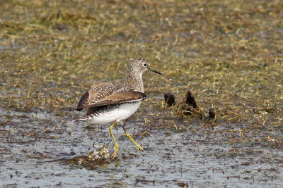 Solitary Sandpiper