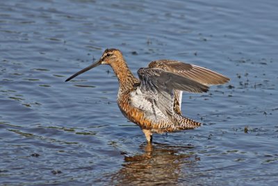 Long-billed Dowitcher