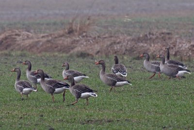 Greylag Geese