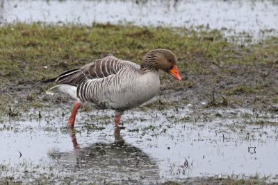 Greylag Goose