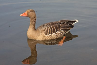 Greylag Goose