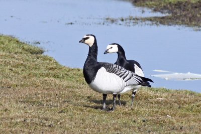 Barnacle Goose