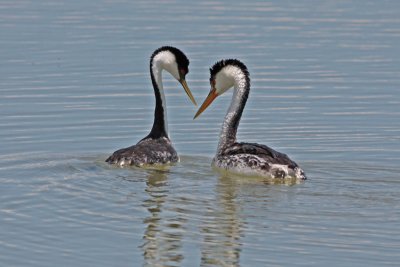 Clarks and Western Grebes