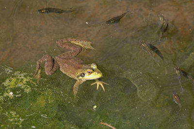 Frog and Friends