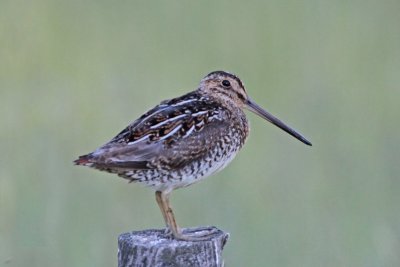 Wilson's Snipe