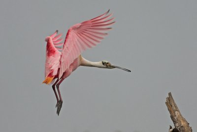 Roseate Spoonbill