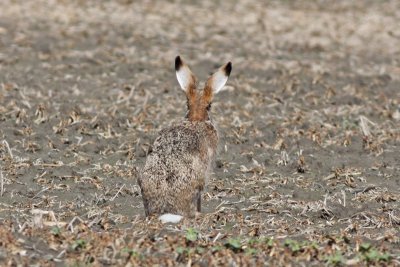Hare's ears