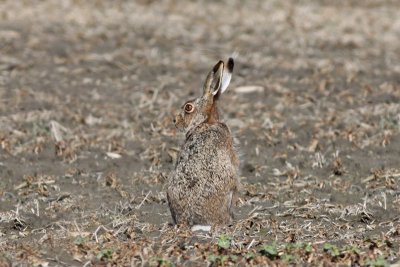 Hare