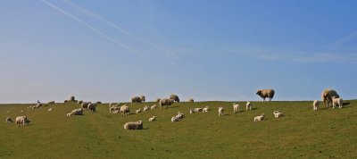 Sheep enjoying a beautiful day!
