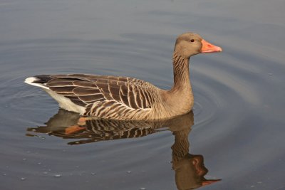 Greylag Goose