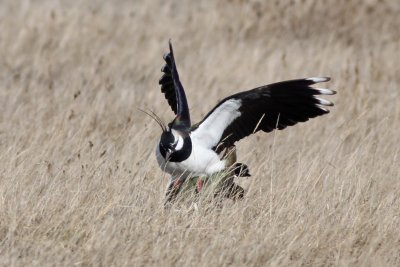 Northern Lapwings