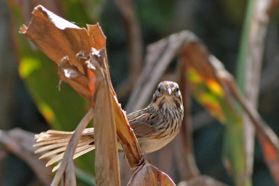 Lincolns Sparrow