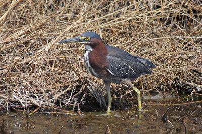 Green Heron