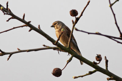 Common Linnet