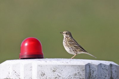 Meadow Pipit