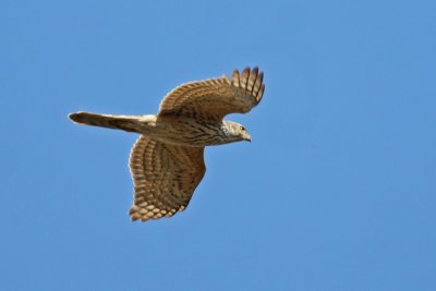 Northern Goshawk