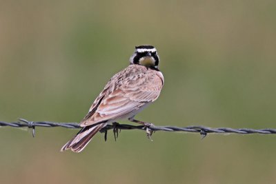 Horned Lark