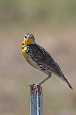 Western Meadowlark