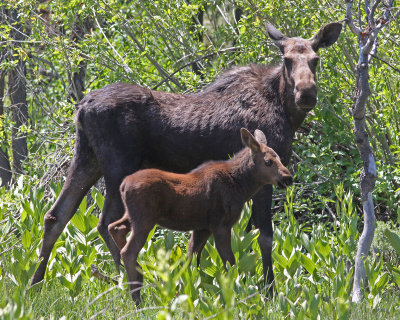 Moose with young