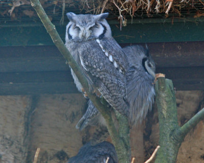 Southern Whitefaced Owl