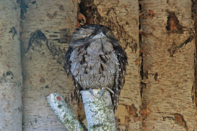 Tawny Frogmouth