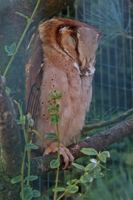 Oriental Bay Owl