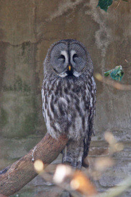 Great Gray Owl