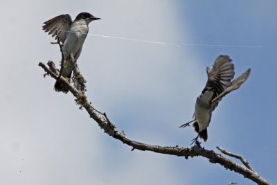 Eastern Kingbird, adult and juvenile