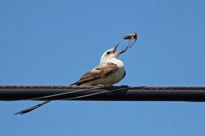 Scissor-tailed Flycatcher