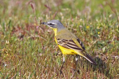 Yellow Wagtail