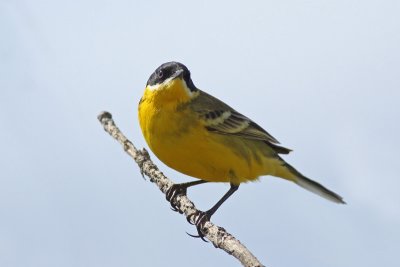 Yellow Wagtail