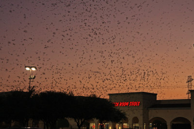 Purple Martins going to roost