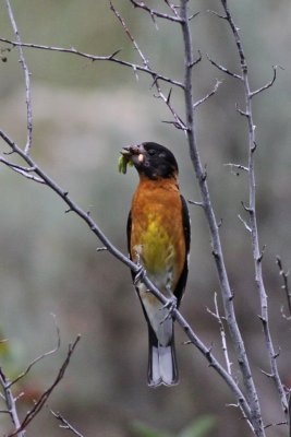 Black-headed Grosbeak