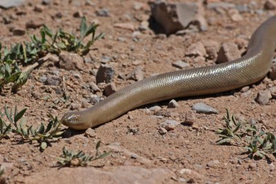 Rubber Boa