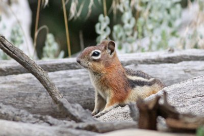 Golden-mantled  Ground Squirrel
