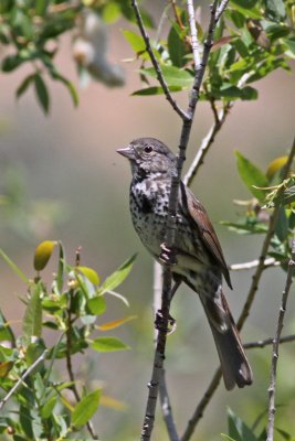 Fox Sparrow (Slate-colored)