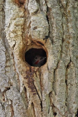 Northern Flicker peeking out of its hole
