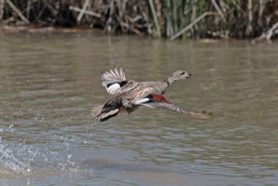 Gadwall