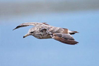 California Gull