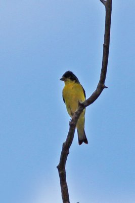 Lesser Goldfinch